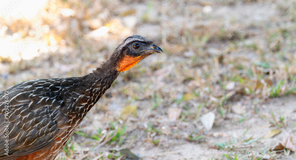Chestnut-bellied Guan (Penelope ochrogaster) in Brazil Chestnut-bellied Guan (Penelope ochrogaster) in Brazil