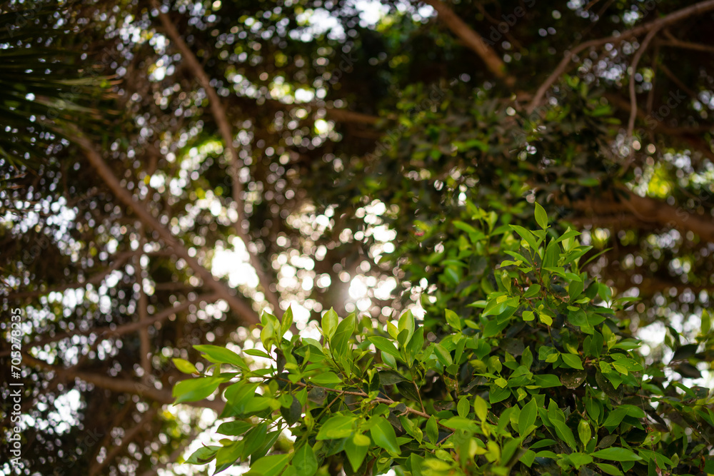 Abundant green leaves background with sunlight through the foliage Abundant green leaves background with sunlight through the foliage