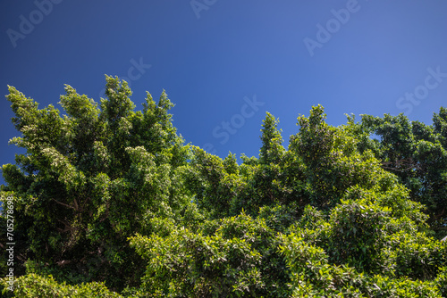 Abundant green foliage on blue sky background. Weeping fig plant