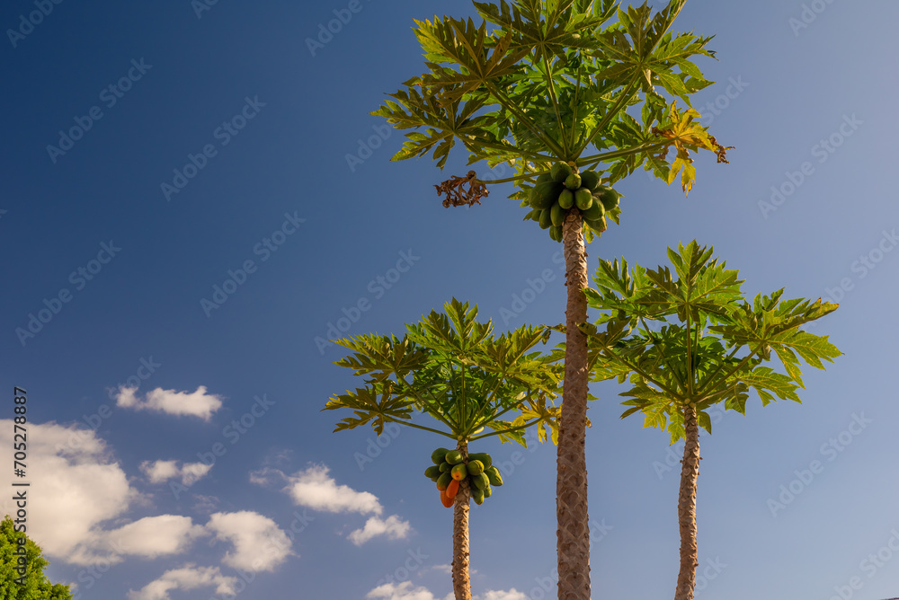 Obraz premium Papaya trees with ripe papaya fruit on blue sky background with white clouds