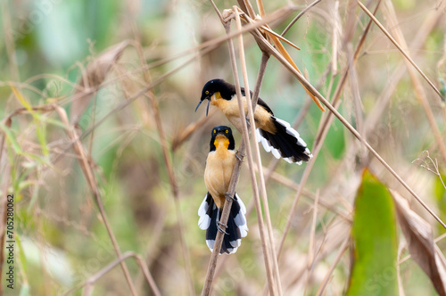 Black-capped Donacobius ( Donacobius atricapilla) in Brazil photo