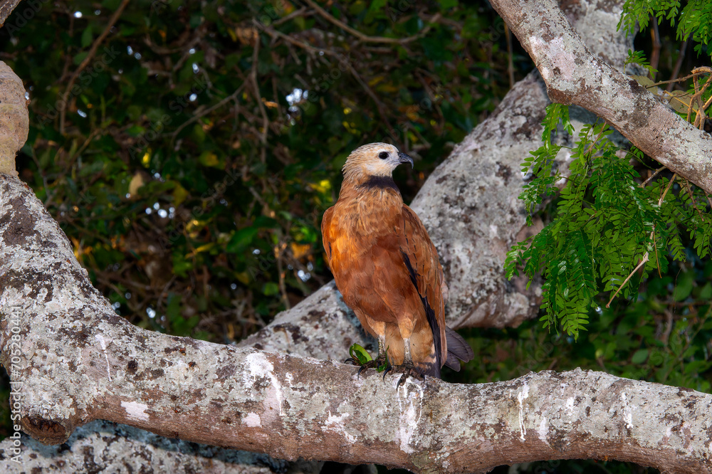 Black-Collared Hawk (Busarellus nigricollis) in Brazil Black-Collared Hawk (Busarellus nigricollis) in Brazil
