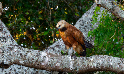 Black-Collared Hawk (Busarellus nigricollis) in Brazil