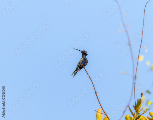 Blue-tufted Starthroat (Heliomaster furcifer) in Brazil photo