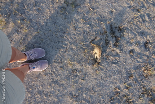 Meerkats at Jack s Camp in Makgadikgadi Salt Pan  Botswana