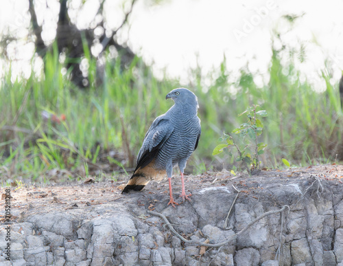 Crane Hawk (Geranospiza caerulescens) in Brazil photo