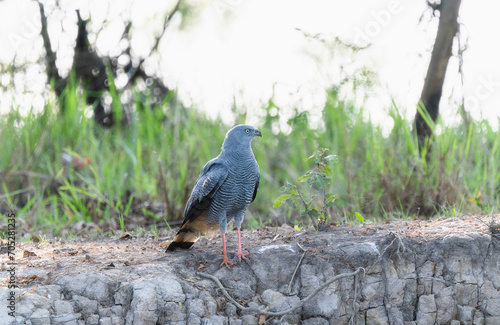 Crane Hawk (Geranospiza caerulescens) in Brazil photo