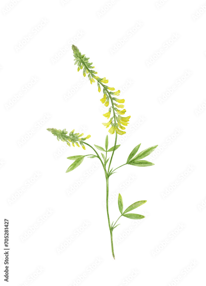 Melilot. Watercolor illustration of yellow Melilotus, family Fabaceae. Isolated on trasperent background. Melilot. Watercolor illustration of yellow Melilotus, family Fabaceae. Isolated on trasperent background.