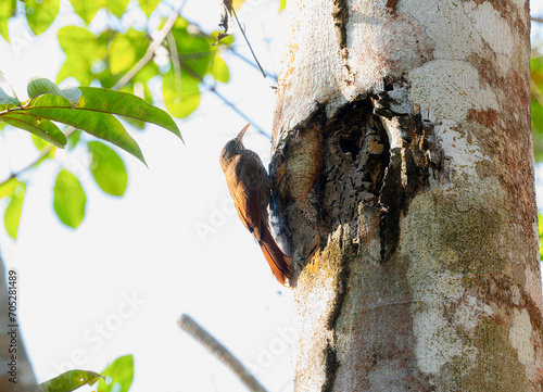 Dusky-capped Woodcreeper (Lepidocolaptes fuscicapillus) in Brazil photo