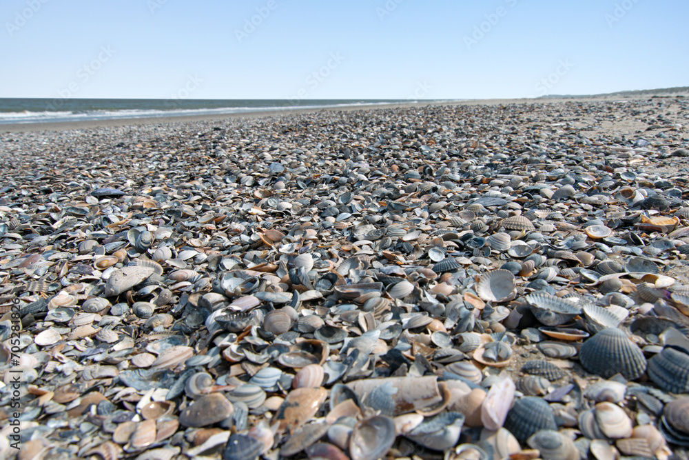 Muschelbank am Strand, Nordseeinsel Langeoog Muschelbank am Strand, Nordseeinsel Langeoog