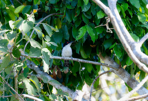 Great Antshrike (Taraba major) in Brazil photo