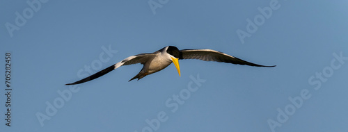 Large-billed Tern (Phaetusa simplex) in Brazil photo