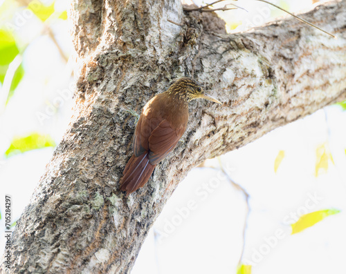 Straight-billed Woodcreeper (Dendroplex picus) in Brazil photo