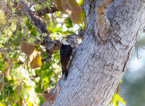 White Woodpecker (Melanerpes candidus) in Brazil photo