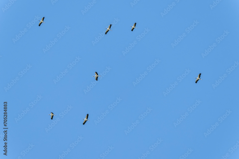 Wood Storks (Mycteria americana) in Flight in Brazil