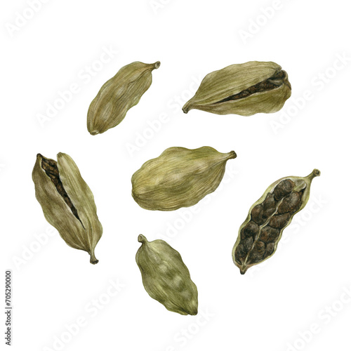 Watercolor illustration of cardamom on tranparent background. Realistic botanical illustration of spices.