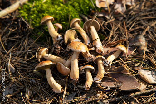 Lots of wild-growing tiny beige mushrooms on long stems (Boletus Bovinus) found in the wood moss. Soil particles on bare stipes. Hymenial pores type, edible mushroom, gourmet meal. Ukraine, Poltava photo