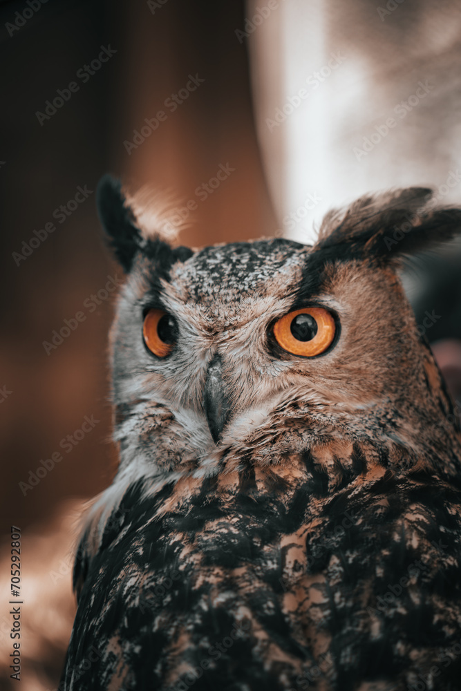Great owl Great owl