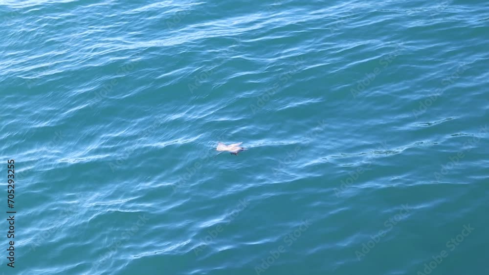Maple leaf sways on the waves in the sea in clear blue water, calm relaxed landscape Maple leaf sways on the waves in the sea in clear blue water, calm relaxed landscape