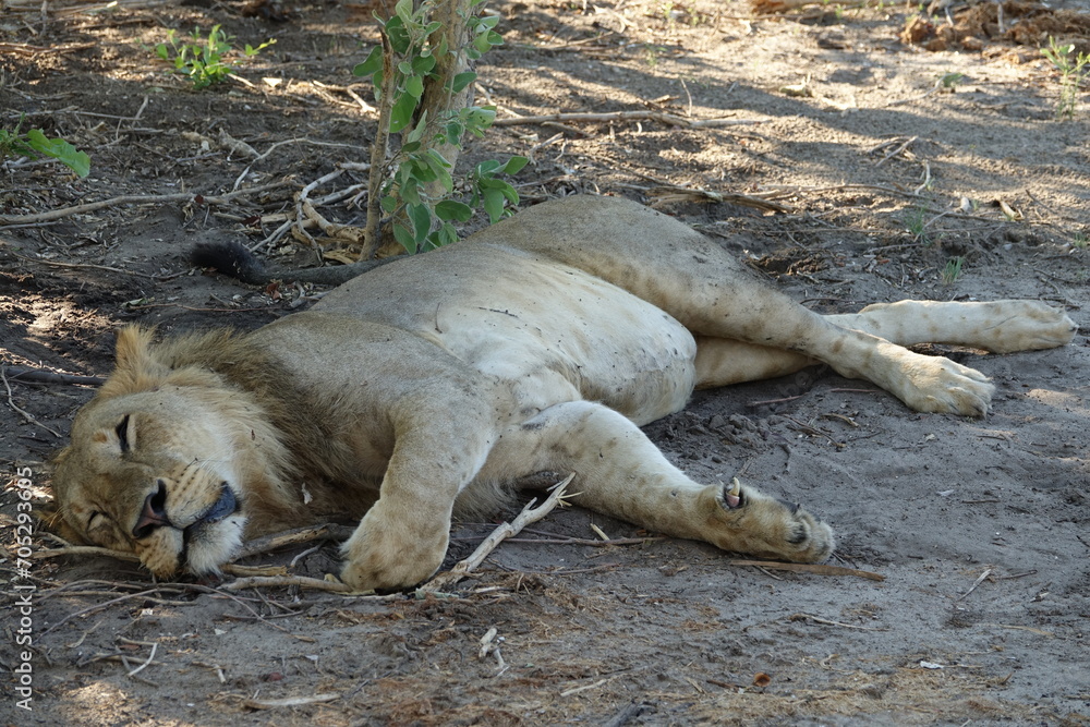 Naklejka premium Male lion in the Khwai region of the Okavango Delta after they made a buffalo kill, Botswana