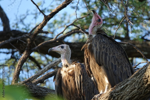 Vultures sitting on a tree in the Okavango Delta, Botswana