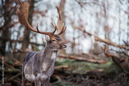 deer in the forest © Michael Kaufmann