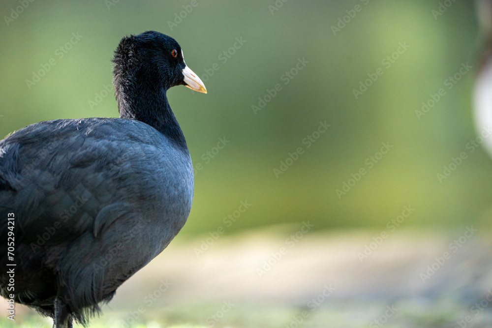 Obraz premium black and white duck