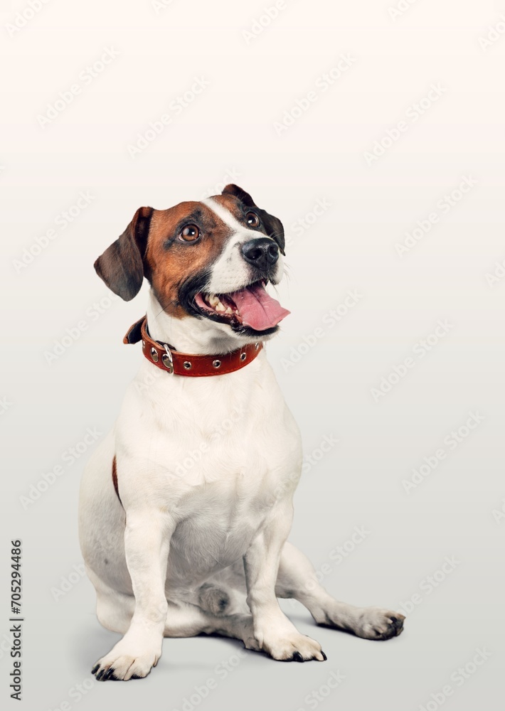 Portrait of cute smart dog sitting