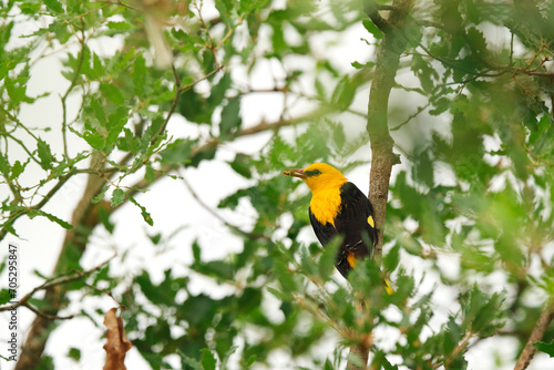 From below European Oriole perched eating amidst lush green foliage, partially concealed yet vibrant photo