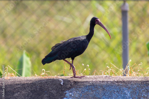 Black ibis standing on a wall in the park. Bird. photo