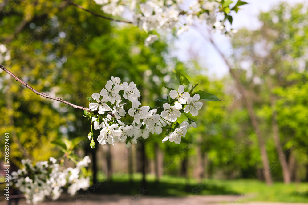 Obraz premium Blooming cherry tree in spring