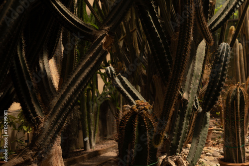 Group of cactus in a botani...
