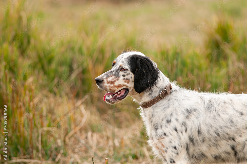 White-coloured hunting dog looking for prey. White-coloured hunting dog looking for prey.