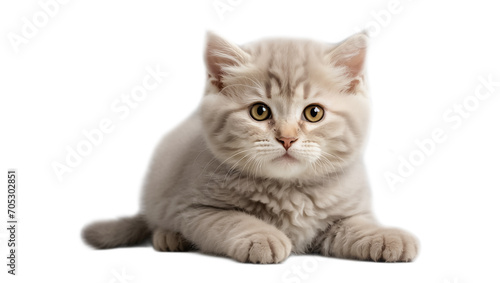 cute fluffy kitten isolated on white background