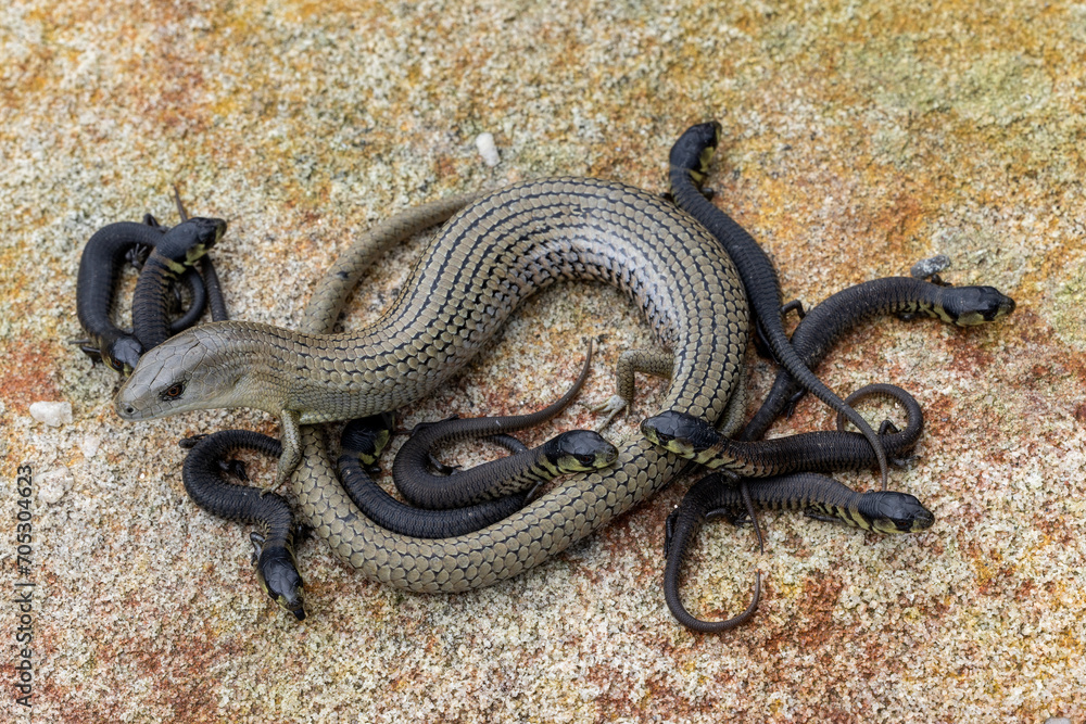 Obraz premium Australian Mainland She-Oak Skink after giving birth to ten young