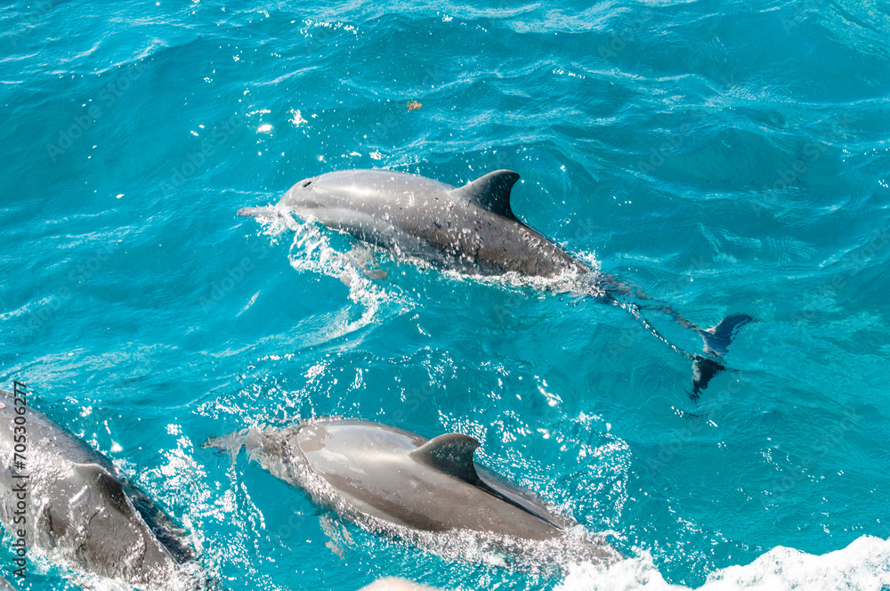 Naklejka premium Golfinhos nadando no arquipélago de Fernando de Noronha no litoral nordeste pelo mar do oceano Atlântico com bela embarcação na água