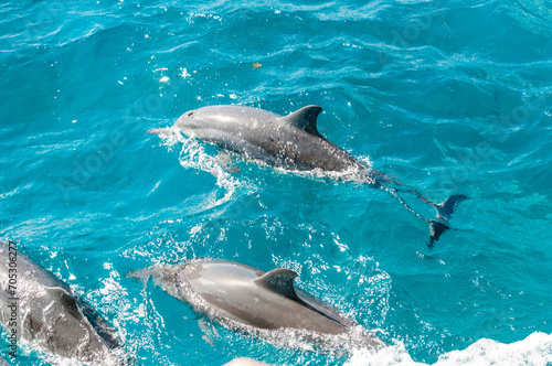 Golfinhos nadando no arquip  lago de Fernando de Noronha no litoral nordeste pelo mar do oceano Atl  ntico com bela embarca    o na   gua