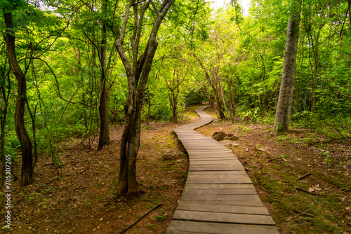 Nature trails in the middle of a green forest © ecuadorplanet 