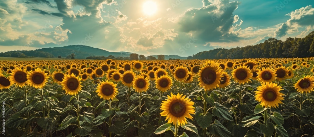 Stunning summer sunflower field panorama.