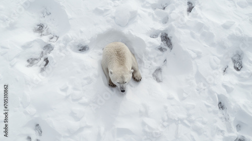Un ours polaire, ours blanc dans la neige. Vue de haut, trace de pas dans la neige. Hiver, froid, animal, sauvage. Pour conception et création graphique.