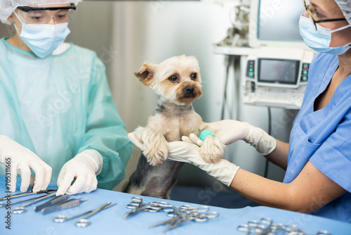 Fototapeta Naklejka Na Ścianę i Meble -  Female veterinarian tells student intern skills of working and treating limb injuries to dogs of medium-sized breeds Yorkshire terrier. Private clinic for pets with home visits, family business