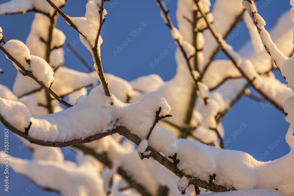 Beautiful view of tree branches covered in snow on winter, frosty, sunny day. Beautiful view of tree branches covered in snow on winter, frosty, sunny day.