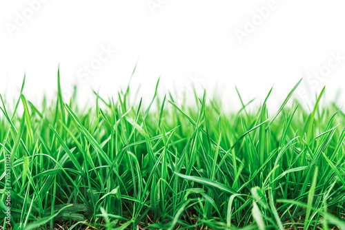 fresh spring green grass on white background