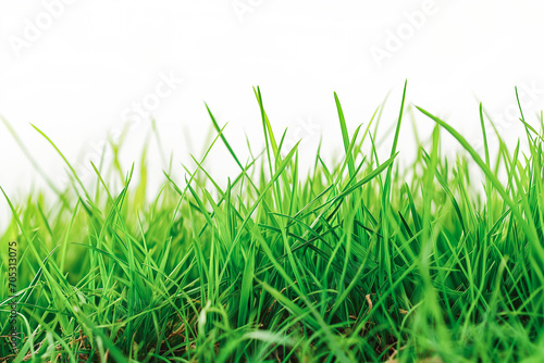 fresh spring green grass on white background