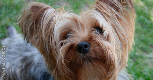 Beautiful golden grey Yorkshire terrier dog, lying in the park looking straight ahead facing the camera