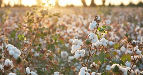 Cotton field in sun rays. Cotton harvesting. Cotton field before harvest photo