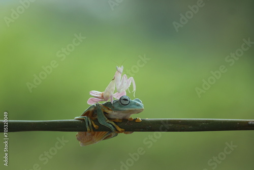 frog, flying frog, mantis, mantis orchid, a flying frog making friends with a mantis orchid 