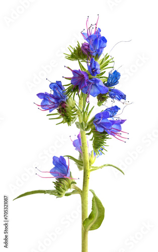 Viper's Bugloss flower photo