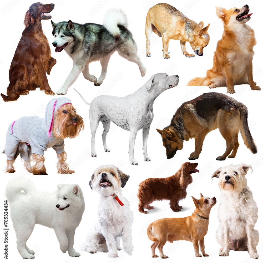 Set of cute dogs cut out on a white background