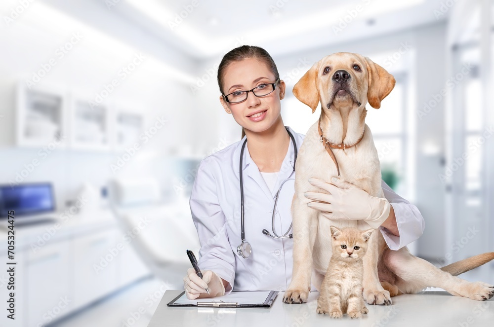 Vet examining domestic dog and cat pets in clinic